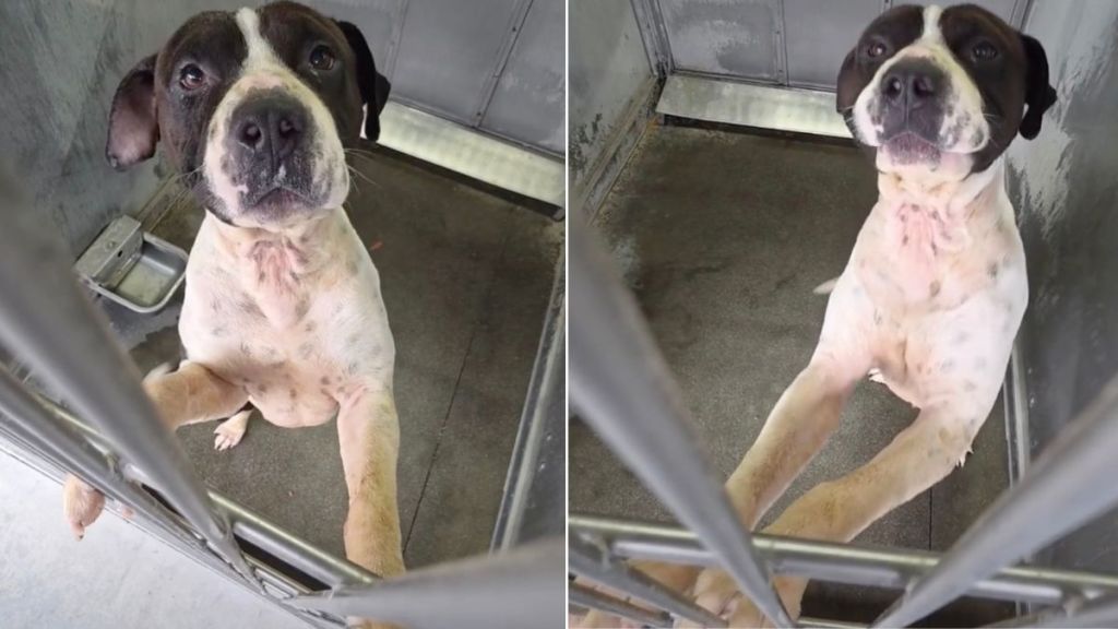 Shelter Dog Clings to Kennel Door Day After Day, Hoping To Get Noticed Before It’s Too Late