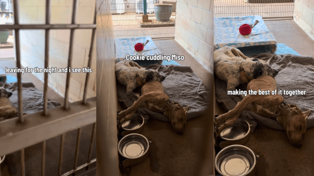 Shelter Dog Leans on the Only Shoulder She Has, Unaware Nobody’s Coming for Them