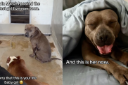 Shelter Dog Stayed in a Kennel for Days, Waiting for Help Until the Unthinkable Happened