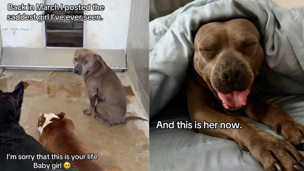 Shelter Dog Stayed in a Kennel for Days, Waiting for Help Until the Unthinkable Happened