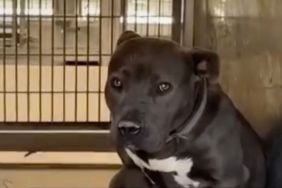 Dog Returned To Shelter for His ‘Bad Color’ Sits Heartbroken Waiting for a Second Chance
