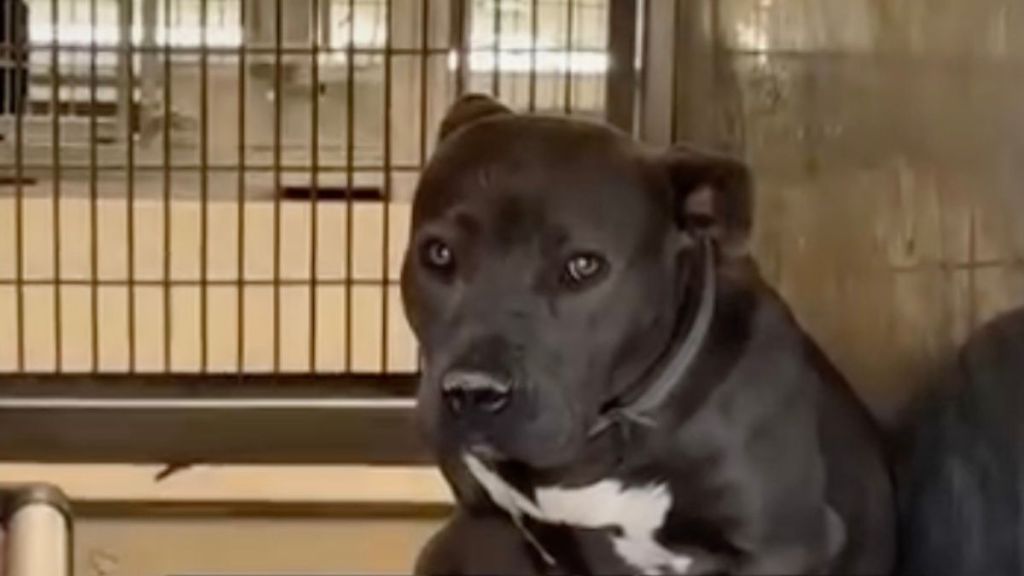 Dog Returned To Shelter for His ‘Bad Color’ Sits Heartbroken Waiting for a Second Chance