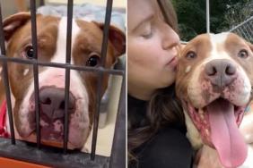 Shelter Dog Has No Adoption Interests Despite Becoming Hugely Famous