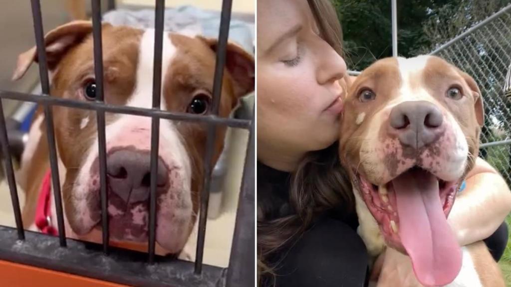 Shelter Dog Has No Adoption Interests Despite Becoming Hugely Famous