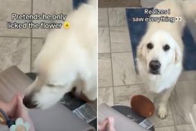 Golden Retriever Approaches Baby With a Hidden Motive, but Mom Catches Him in the Act