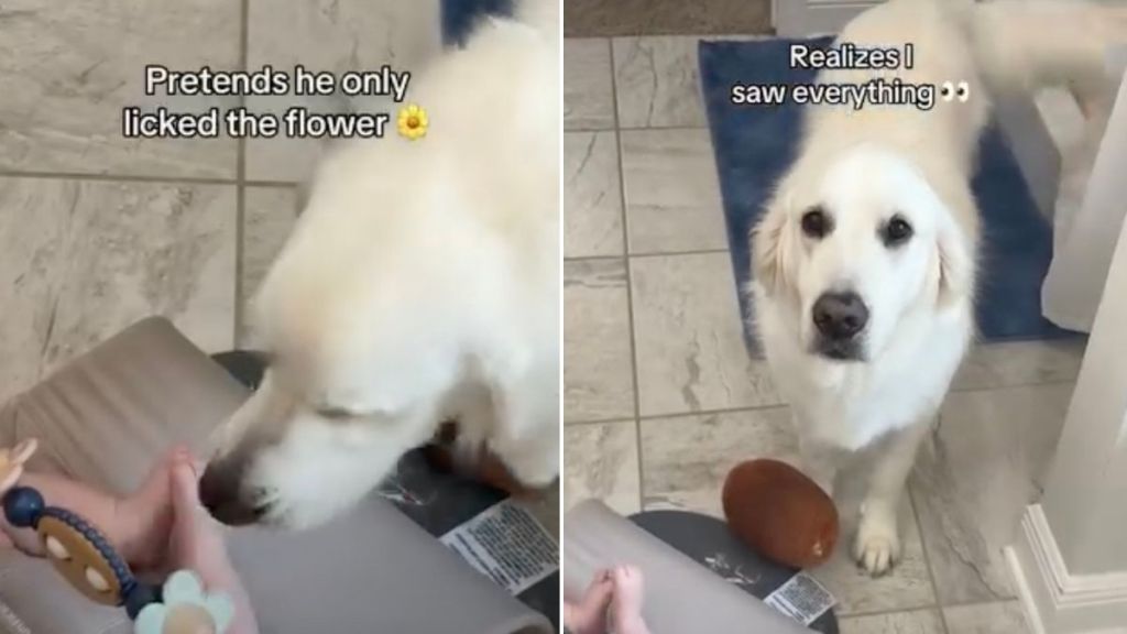 Golden Retriever Approaches Baby With a Hidden Motive, but Mom Catches Him in the Act