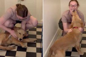 Golden Retriever Waits by the Door for Human To Come Home, Then Has the Sweetest Greeting