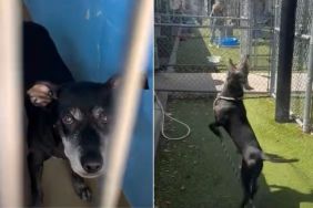Shelter Dog Has Everyone Fooled When He Shows His True Personality