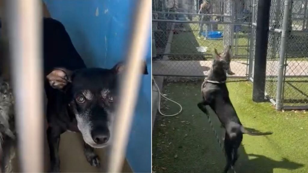 Shelter Dog Has Everyone Fooled When He Shows His True Personality