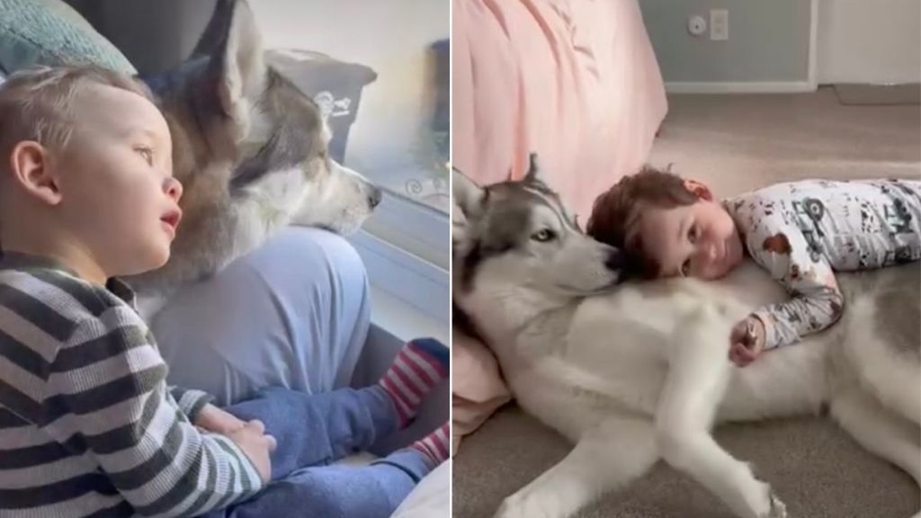 Dog Loves Baby Sibling in a Way That Says More Than Words Ever Could