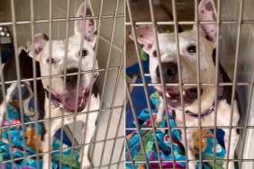 Shelter Dog Shows His Unexpected Side When Human Walks by His Kennel