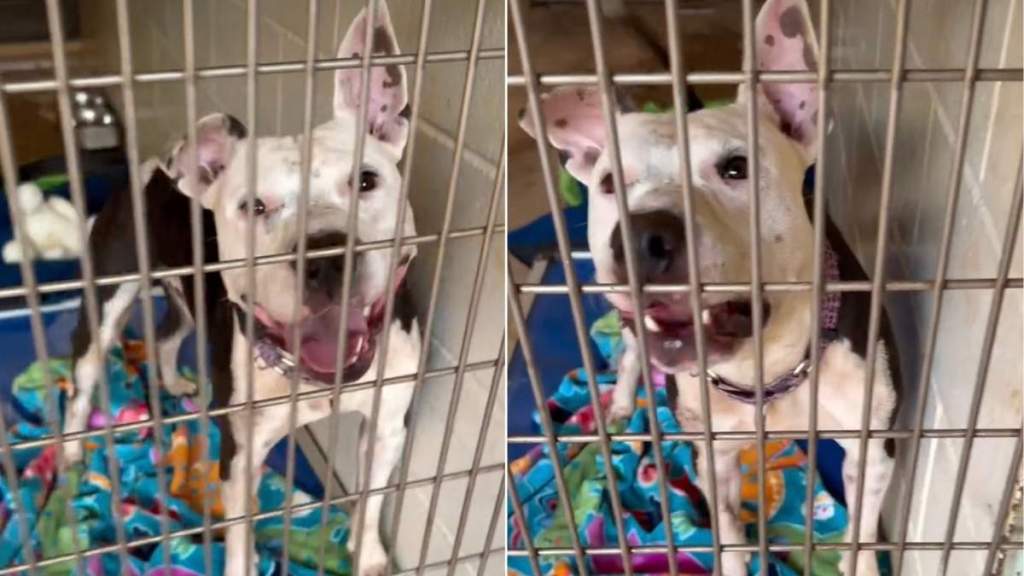 Shelter Dog Shows His Unexpected Side When Human Walks by His Kennel