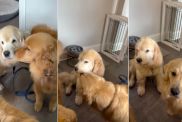 Golden Retriever Comes Home After Surgery, Unaware of the Sweetest Greeting Awaiting Him