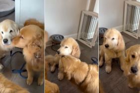 Golden Retriever Comes Home After Surgery, Unaware of the Sweetest Greeting Awaiting Him