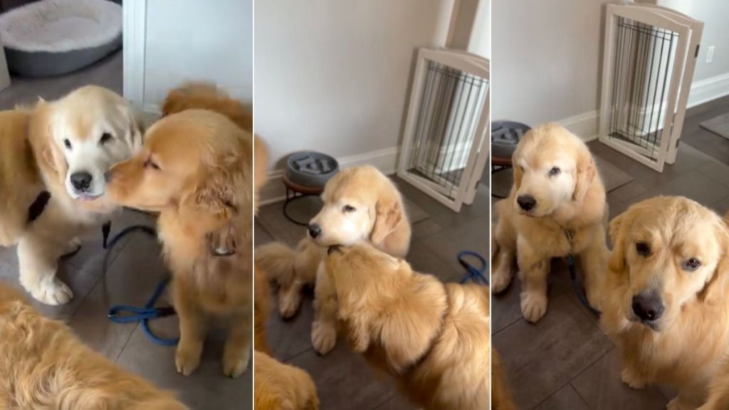 Golden Retriever Comes Home After Surgery, Unaware of the Sweetest Greeting Awaiting Him