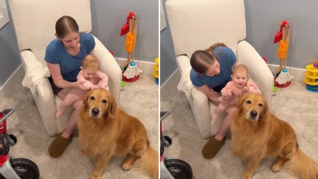 Golden Retriever Doesn’t Know It Yet but Little Baby Will Grow up & Change His Whole World