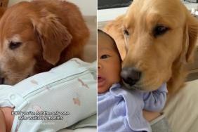 Golden Retriever Waited Just as Long as Humans To Meet Little Baby & It Says Everything