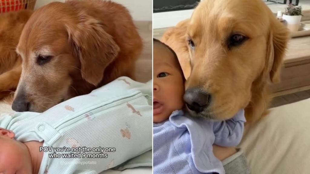 Golden Retriever Waited Just as Long as Humans To Meet Little Baby & It Says Everything