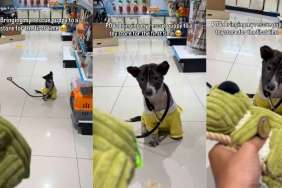 Rescue Puppy Hears a Squeaky Toy for the First Time, Learns Life Is More Than Just Survival