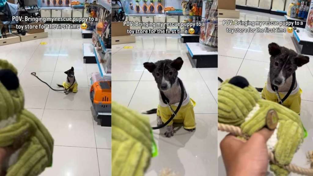 Rescue Puppy Hears a Squeaky Toy for the First Time, Learns Life Is More Than Just Survival