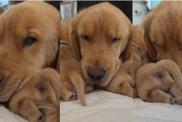 Mama Golden Retriever’s Tiny Baby Moves Closer for Snuggles Like That’s All She Needs