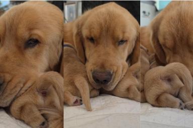 Mama Golden Retriever’s Tiny Baby Moves Closer for Snuggles Like That’s All She Needs