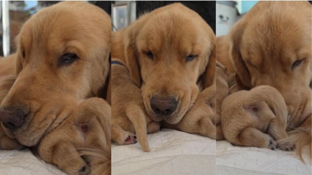 Mama Golden Retriever’s Tiny Baby Moves Closer for Snuggles Like That’s All She Needs