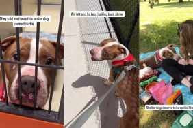 Human Meets Shelter Dog & Realizes He Deserves So Much More Than Being Told He’s ‘Too Old’