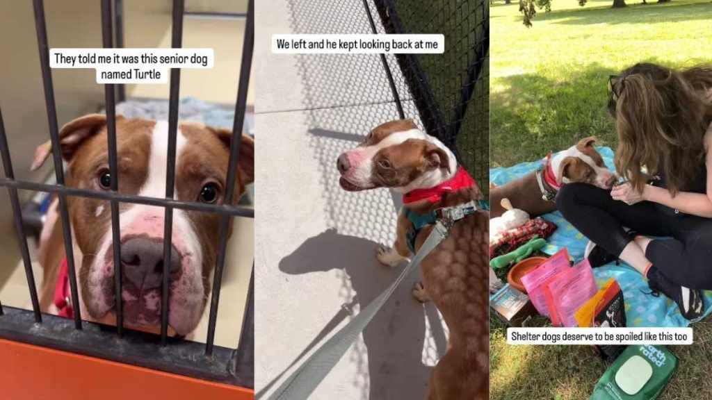 Human Meets Shelter Dog & Realizes He Deserves So Much More Than Being Told He’s ‘Too Old’