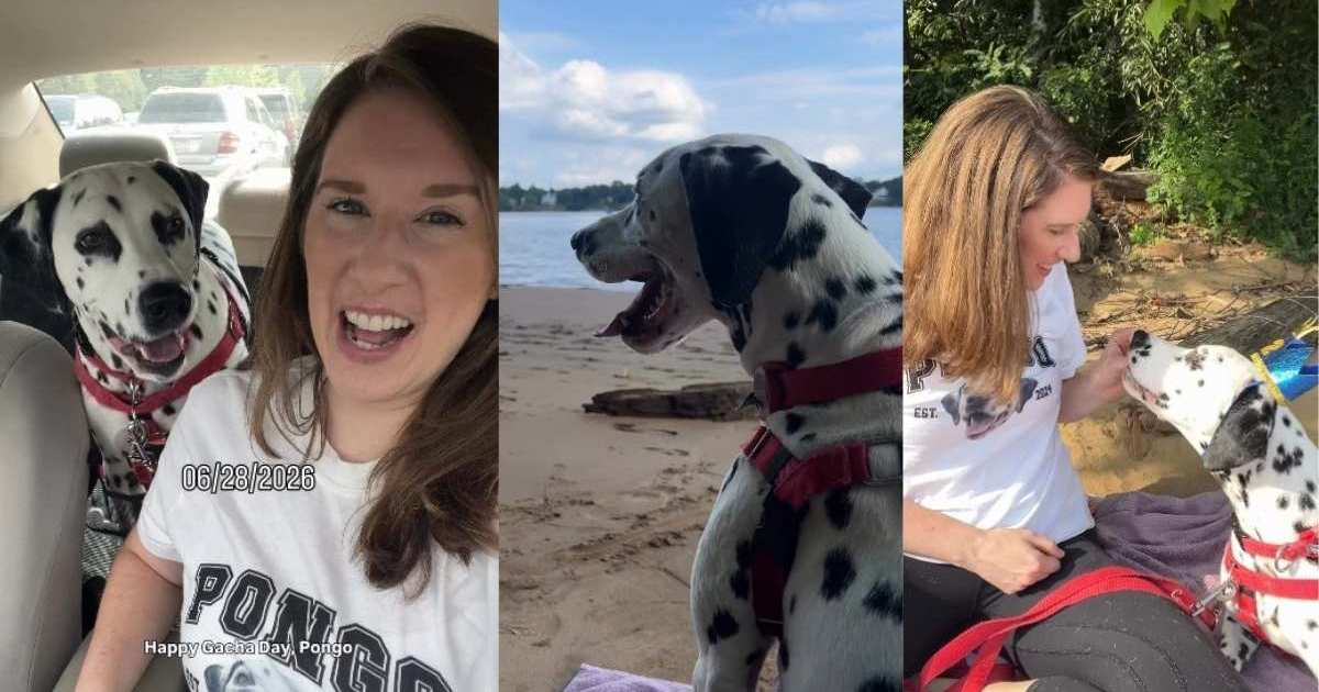 Stray Dog Nobody Came for Gets Rescued by a Human, Unaware He’s Found His Forever Mom