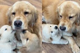 Papa Golden Retriever’s ‘Obsessed’ Babies Cling to Him Every Chance They Get for Snugglessh