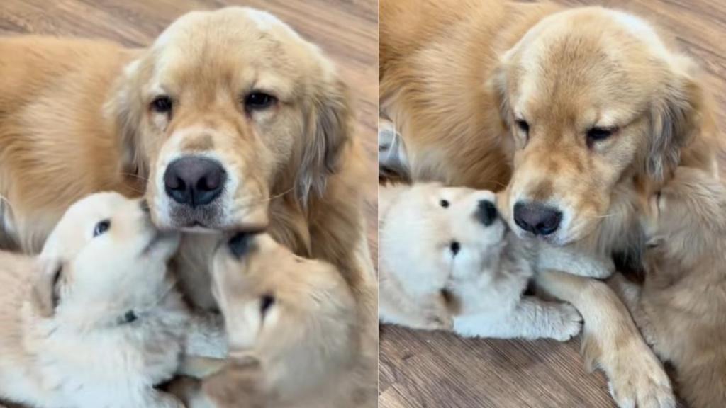 Papa Golden Retriever’s ‘Obsessed’ Babies Cling to Him Every Chance They Get for Snugglessh