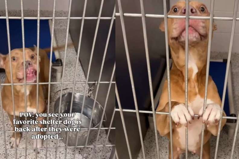 Shelter Dog Thinks She Has a Family To Call Her Own Only To Be Returned, Then This Happens