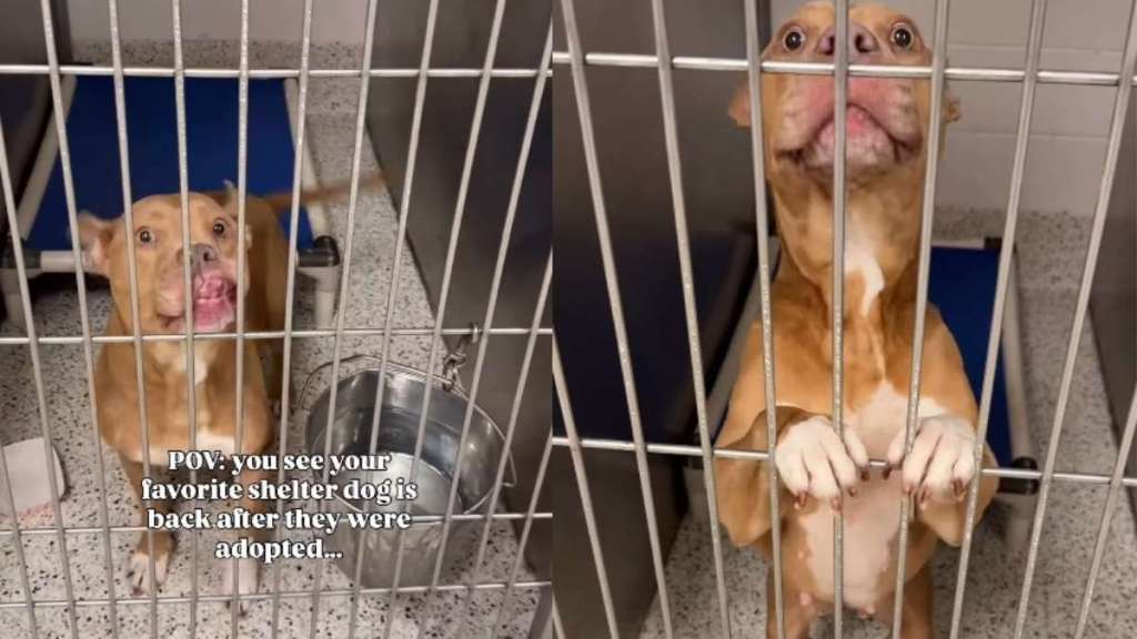Shelter Dog Thinks She Has a Family To Call Her Own Only To Be Returned, Then This Happens