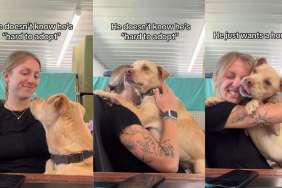 Human Hugs Rescue Dog, Showing He May Not Be Perfect, but He’s Still ‘Not Hard To Adopt’