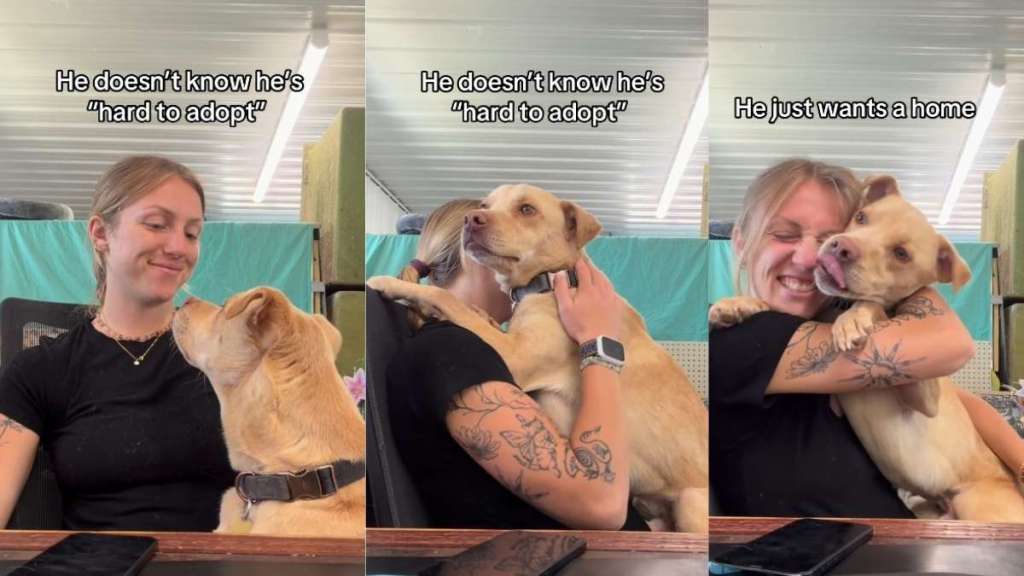 Human Hugs Rescue Dog, Showing He May Not Be Perfect, but He’s Still ‘Not Hard To Adopt’