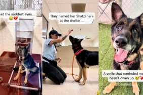 Senior Shelter Dog With the ‘Saddest Eyes’ Shows Signs She Hasn’t Given Up Yet