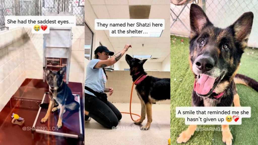 Senior Shelter Dog With the ‘Saddest Eyes’ Shows Signs She Hasn’t Given Up Yet