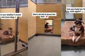 Shelter Dog Dumped After Family Didn’t Have Time for Her Waits for a Rightful Home