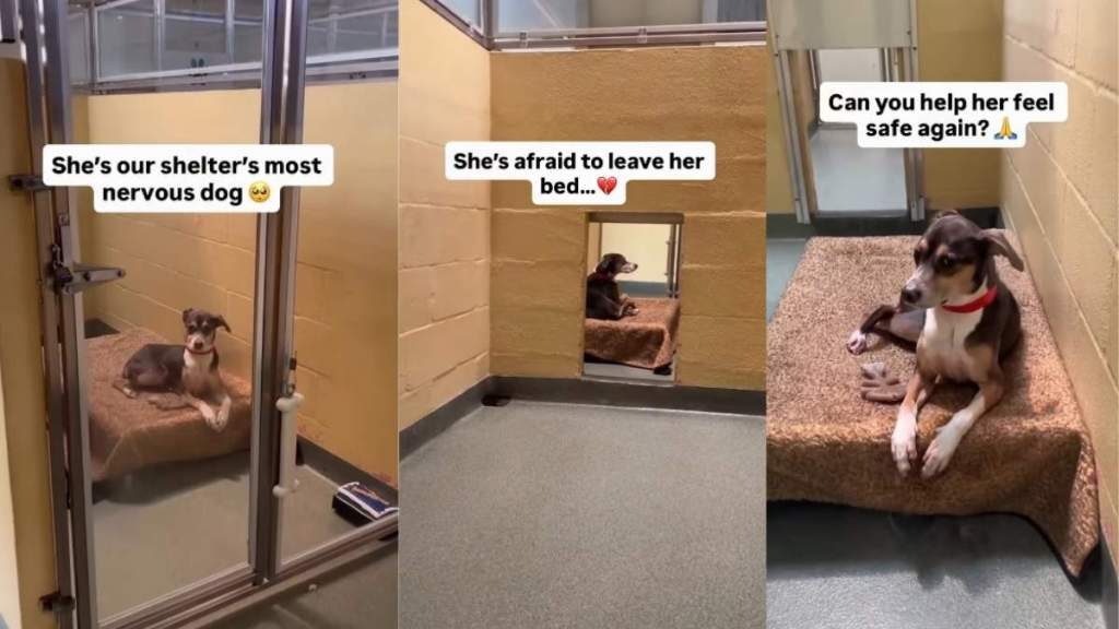 Shelter Dog Dumped After Family Didn’t Have Time for Her Waits for a Rightful Home