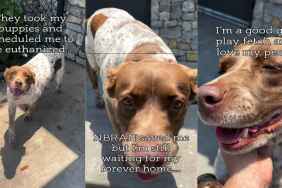 Mama Rescue Dog Separated From Her Babies With No Family Still Waits for Her Forever Home