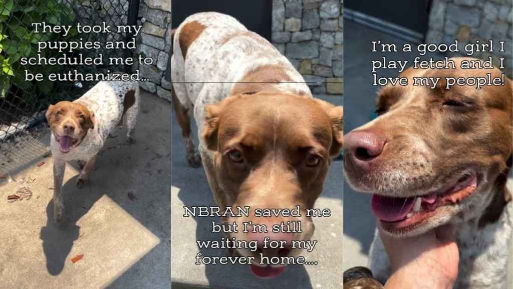Mama Rescue Dog Separated From Her Babies With No Family Still Waits for Her Forever Home