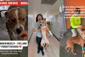 Shelter Dog Moves to a Place Where He Risks Getting Forgotten