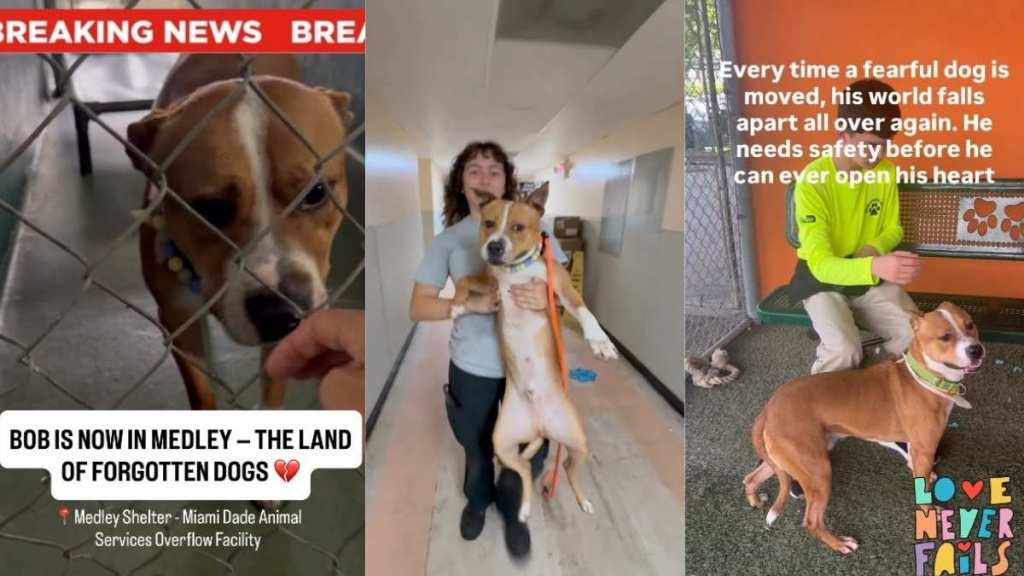 Shelter Dog Moves to a Place Where He Risks Getting Forgotten