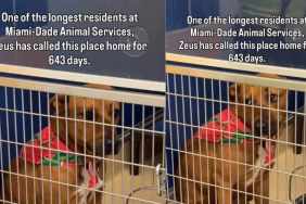 Shelter Dog Has Spent Over 600 Days Waiting for a Home Without Any Luck