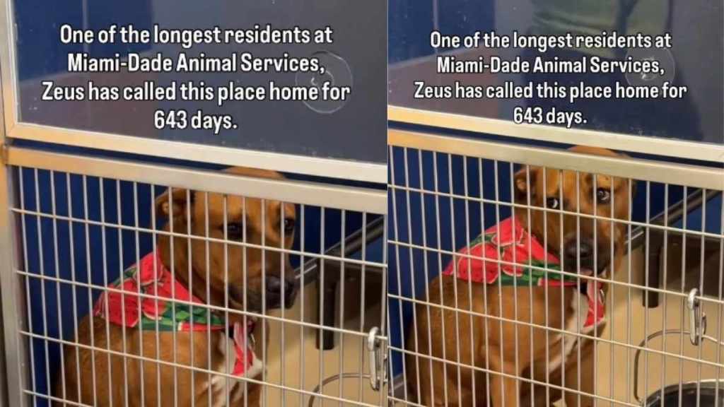 Shelter Dog Has Spent Over 600 Days Waiting for a Home Without Any Luck
