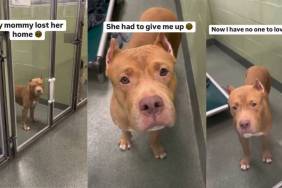 Surrendered Shelter Dog's Longing Eyes Look for Her Forever Home