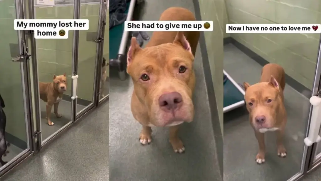 Surrendered Shelter Dog's Longing Eyes Look for Her Forever Home