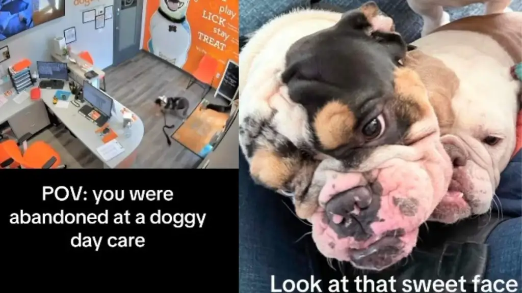 2-Year-Old Dog Abandoned at Day Care Needs Urgent Foster Care
