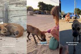 Human Helps Street Dog 'Barely Surviving' Make an Incredible Transformation